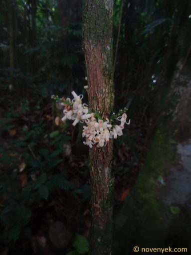Image of plant Guarea macrophylla