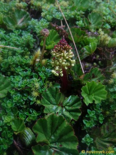 Image of plant Gunnera magellanica