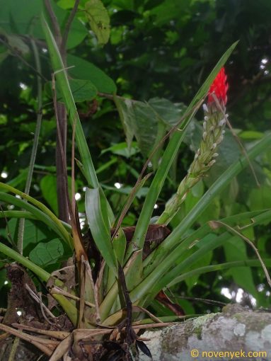 Image of plant Guzmania monostachia