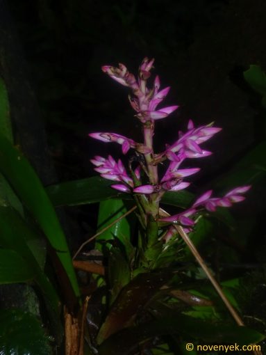 Image of plant Guzmania robusta