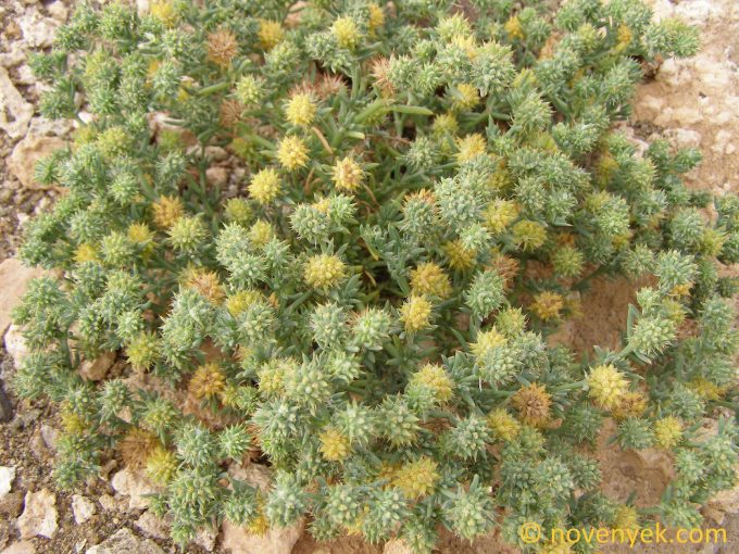 Image of plant Gymnocarpos sclerocephalus
