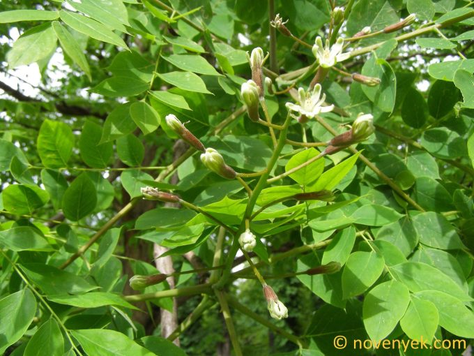 Image of plant Gymnocladus dioica