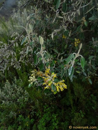 Image of plant Gynoxys buxifolia