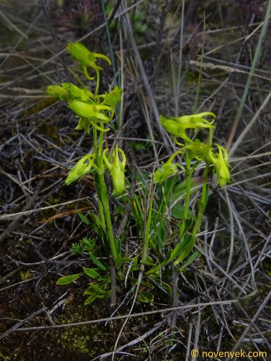 Image of plant Halenia weddelliana