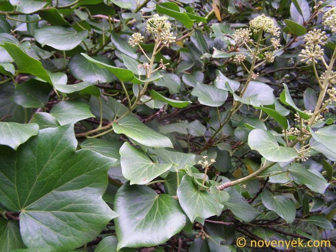 Image of plant Hedera azorica