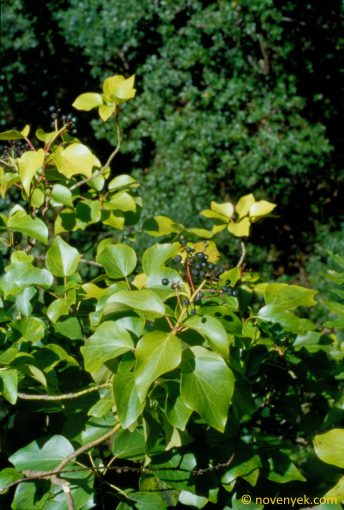 Image of plant Hedera canariensis