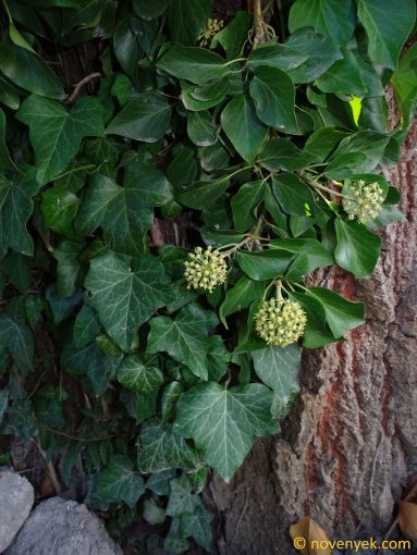 Image of plant Hedera helix