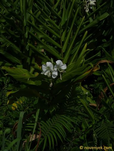 Image of plant Hedychium coronarium