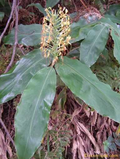 Image of plant Hedychium gardnerianum