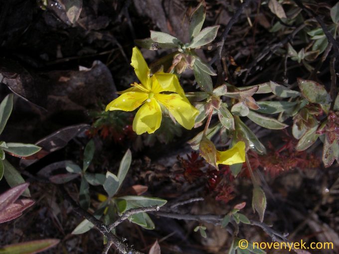 Image of plant Helianthemum glomeratum