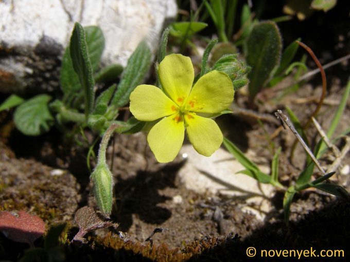 Image of plant Helianthemum marifolium