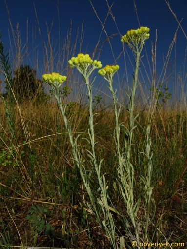 Image of plant Helichrysum arenarium