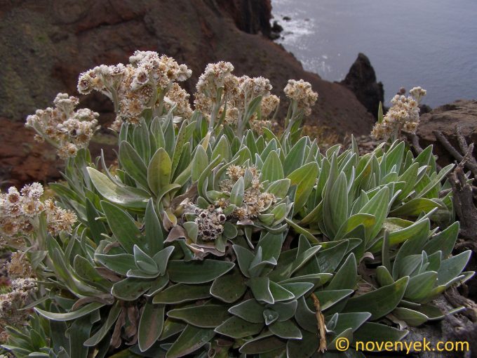 Image of plant Helichrysum devium