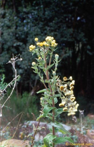 Image of plant Helichrysum foetidum
