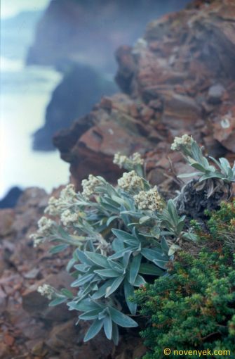 Image of plant Helichrysum melaleucum