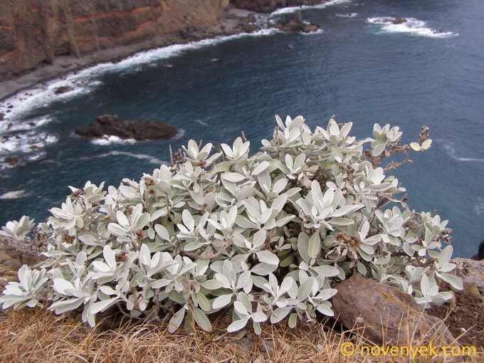 Image of plant Helichrysum obconicum