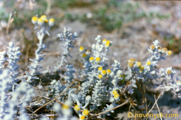 Image of plant Helichrysum orientale