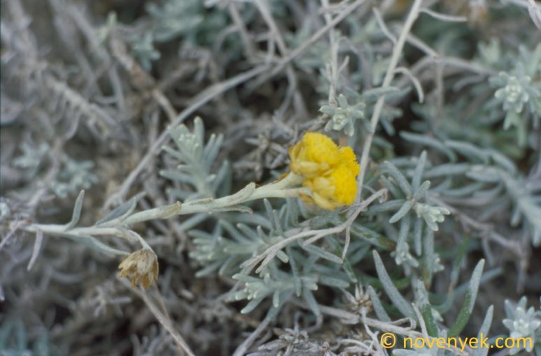 Image of plant Helichrysum rupestre