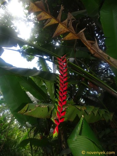 Image of plant Heliconia rostrata