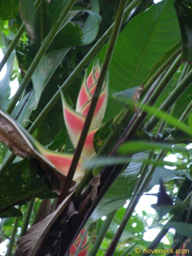 Image of plant Heliconia wagneriana
