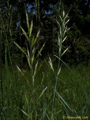 Image of plant Helictotrichon alpinum