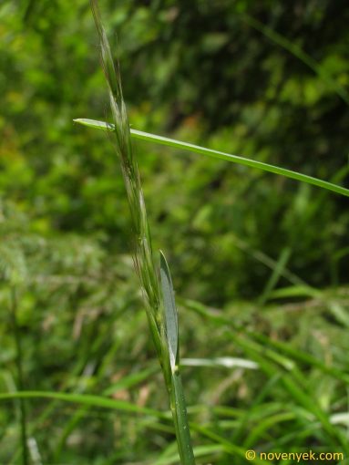 Image of plant Helictotrichon planiculme