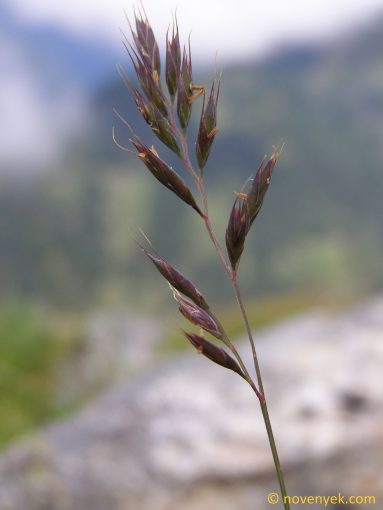 Image of plant Helictotrichon versicolor