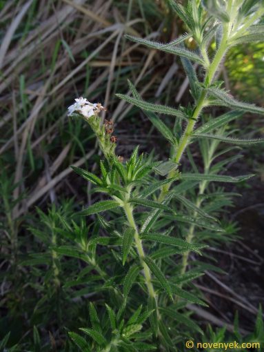 Image of plant Heliotropium ternatum
