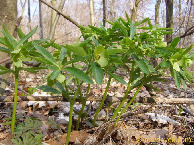 Image of plant Helleborus dumetorum