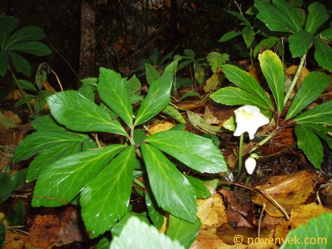 Image of plant Helleborus niger