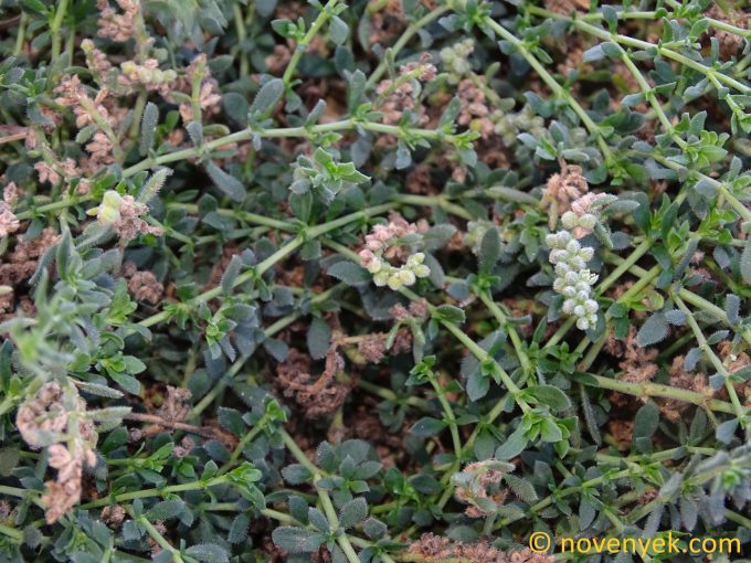Image of plant Herniaria hirsuta