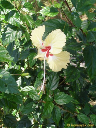 Image of plant Hibiscus andersonii