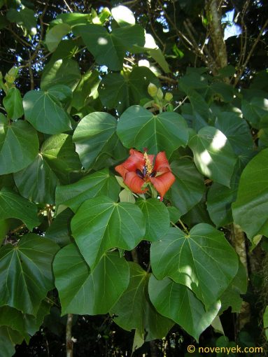 Image of plant Hibiscus elatus