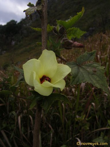 Image of plant Hibiscus surattensis