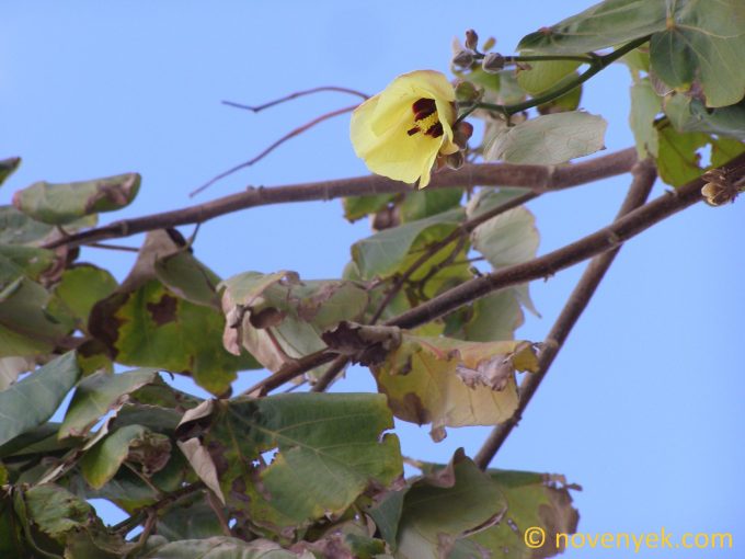 Image of plant Hibiscus tilliaceus