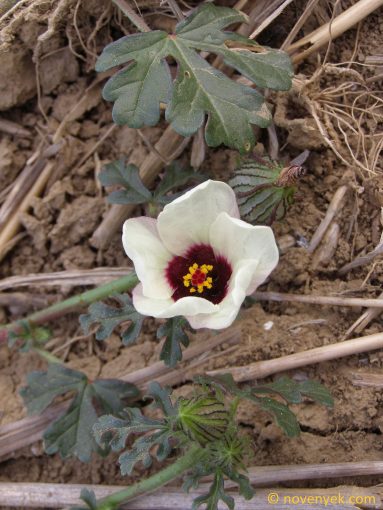 Image of plant Hibiscus trionum