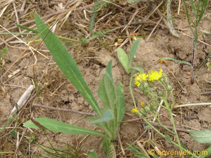 Image of plant Hieracium auriculoides