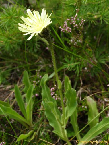 Image of plant Hieracium intybaceum