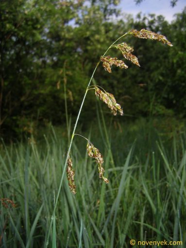 Image of plant Hierochloe repens