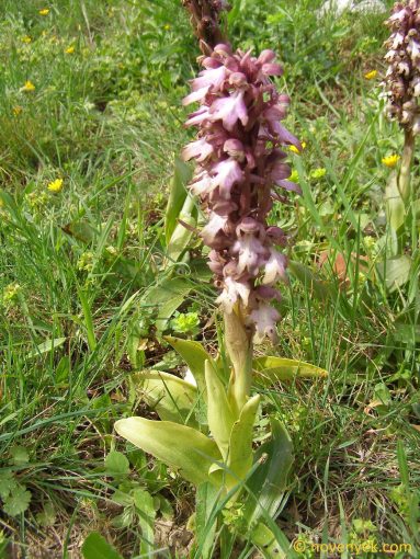 Image of plant Himantoglossum robertianum