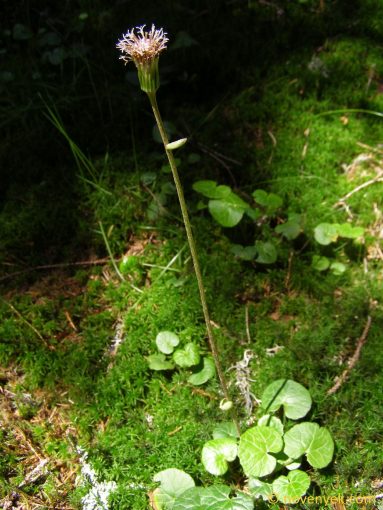 Image of plant Homogyne alpina