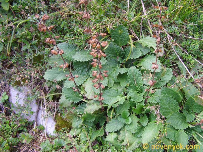 Image of plant Horminum pyrenaicum