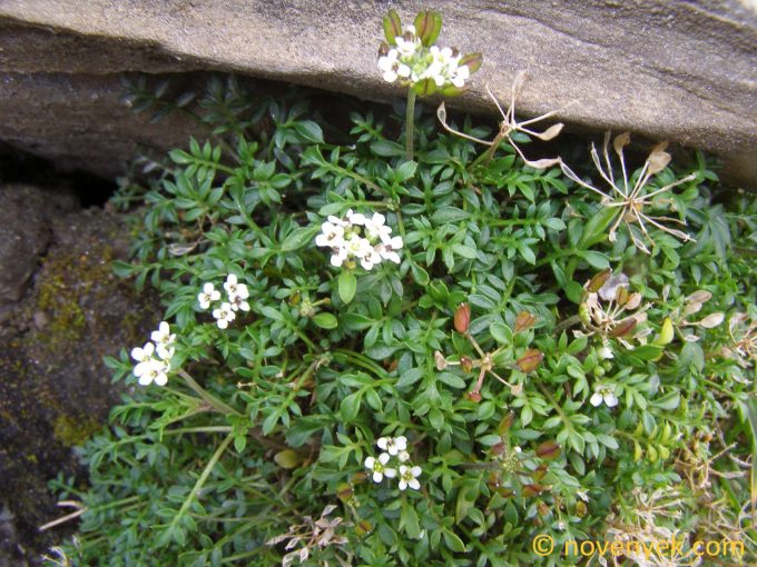 Image of plant Hornungia alpina