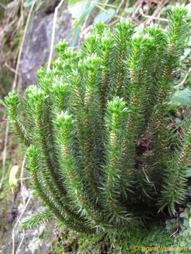 Image of plant Huperzia selago