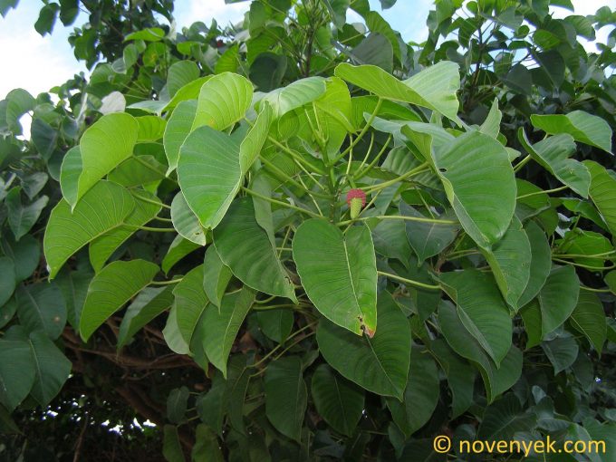 Image of plant Hura crepitans
