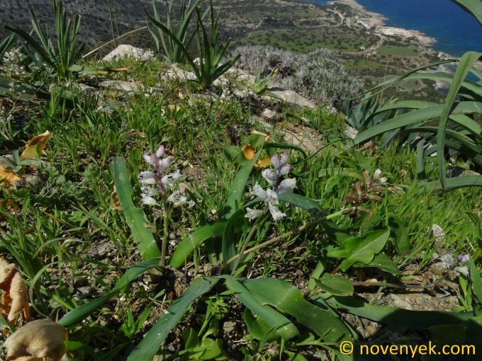 Image of plant Hyacinthella millingenii