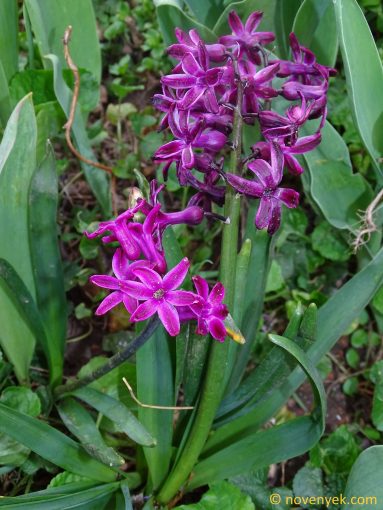 Image of plant Hyacinthus orientalis