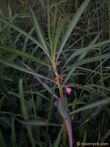 Image of plant Hydrocera triflora