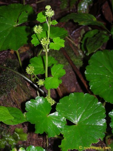 Image of plant Hydrocotyle mexicana