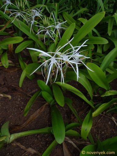 Image of plant Hymenocallis speciosa